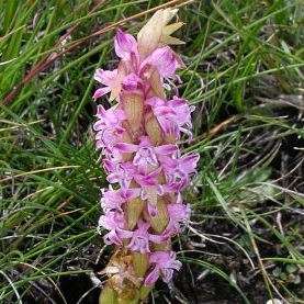 10+ Satyrium neglectum Seeds - Indigenous Perennial Orchid - Flat Ship Rate - New