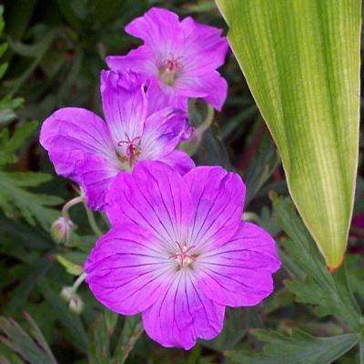 10 Geranium caffrum Seeds - Indigenous South African Endemic Perennial - Insured Flat Ship Rate
