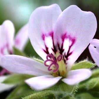 Pelargonium radens - Geranium Seeds - Indigenous Perennial Endemic Shrub - Global Shipping