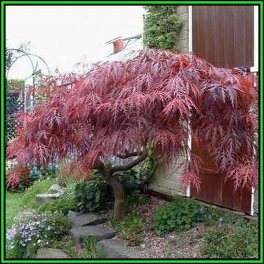 Acer palmatum atropurpureum dissectum - 5 Seeds - Red Lace Leaf Japanese Maple Tree or Shrub, NEW
