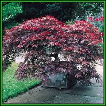 Acer palmatum atropurpureum dissectum - 5 Seeds - Red Lace Leaf Japanese Maple Tree or Shrub, NEW