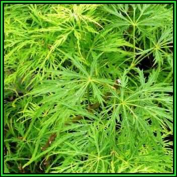 Acer palmatum dissectum - 5 Seeds - Lace Leaf Japanese Maple Tree or Shrub, NEW