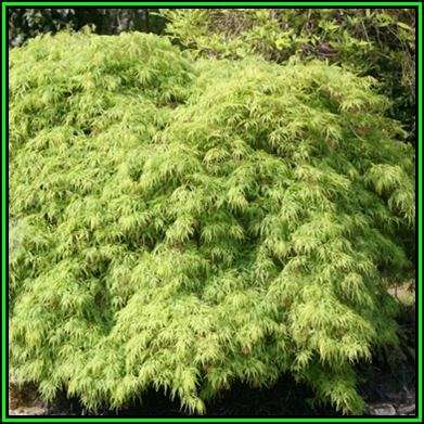Acer palmatum dissectum - 5 Seeds - Lace Leaf Japanese Maple Tree or Shrub, NEW