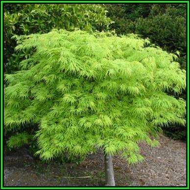 Acer palmatum dissectum - 5 Seeds - Lace Leaf Japanese Maple Tree or Shrub, NEW