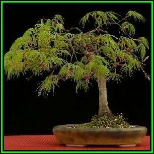 Acer palmatum dissectum Bonsai - 5 Seeds + FREE Gifts Seeds + Bonsai eBook, NEW