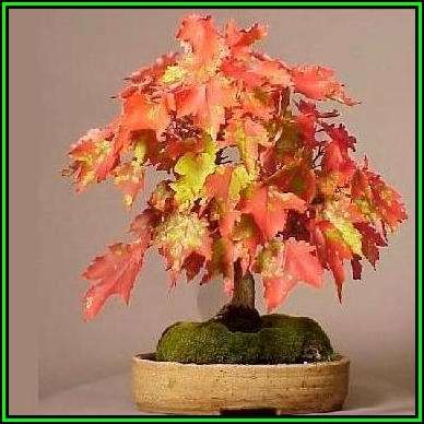 Acer rubrum - Red Maple, Red Swamp Maple Bonsai - 5 Seeds + FREE Gifts Seeds + Bonsai eBook, NEW