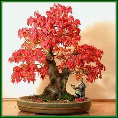 Acer rubrum - Red Maple, Red Swamp Maple Bonsai - 5 Seeds + FREE Gifts Seeds + Bonsai eBook, NEW