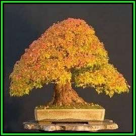 Acer rubrum - Red Maple, Red Swamp Maple Bonsai - 5 Seeds + FREE Gifts Seeds + Bonsai eBook, NEW