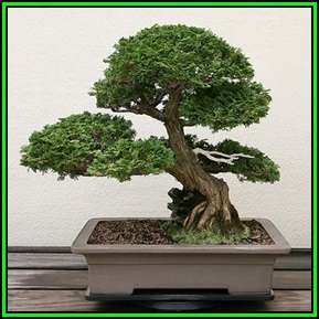 Chamaecyparis obtusa - Japanese White Cedar, Hinoki Cypress Seeds + FREE Bonsai EBook - New