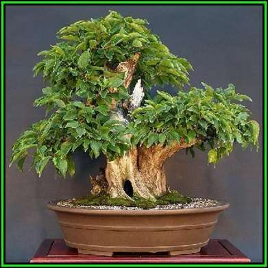 Cornelian Cherry Tree - Cornus mas Bonsai Seeds + Bonsai eBook - Edible Fruit - Exotic New