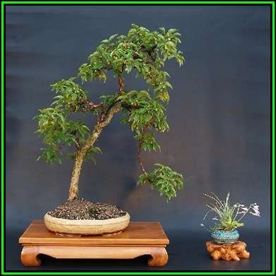 Cornelian Cherry Tree - Cornus mas Bonsai Seeds + Bonsai eBook - Edible Fruit - Exotic New