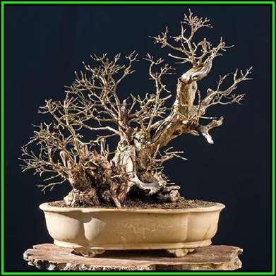Cornelian Cherry Tree - Cornus mas Bonsai Seeds + Bonsai eBook - Edible Fruit - Exotic New