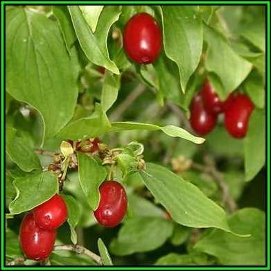 Cornus mas Seeds - Cornelian Cherry or European Cornel Tree or Shrub, Edible Fruit, NEW