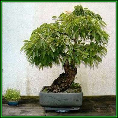 Diospyros virginiana Bonsai Seeds - American persimmon + Bonsai eBook - Exotic New