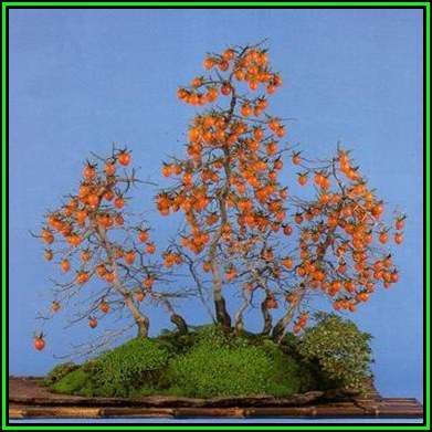 Diospyros virginiana Bonsai Seeds - American persimmon + Bonsai eBook - Exotic New
