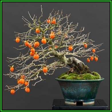 Diospyros virginiana Bonsai Seeds - American persimmon + Bonsai eBook - Exotic New