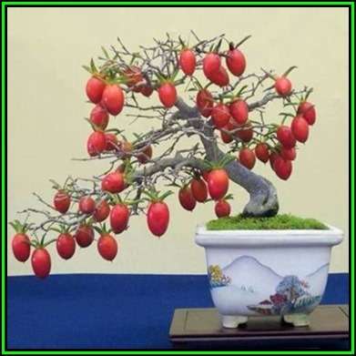 Diospyros virginiana Bonsai Seeds - American persimmon + Bonsai eBook - Exotic New