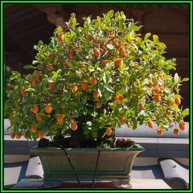 Diospyros virginiana Bonsai Seeds - American persimmon + Bonsai eBook - Exotic New