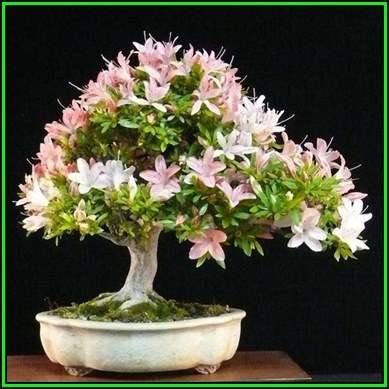 Rhododendron schlippenbachii - Royal Azalea Bonsai Seeds + FREE Gifts Seeds + Bonsai eBook, NEW