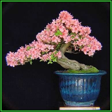Rhododendron schlippenbachii - Royal Azalea Bonsai Seeds + FREE Gifts Seeds + Bonsai eBook, NEW
