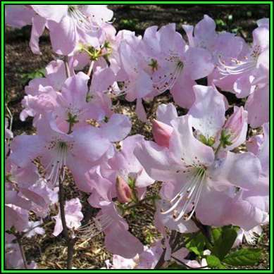 Rhododendron schlippenbachii - Royal Azalea Seeds - Tree or Shrub, NEW