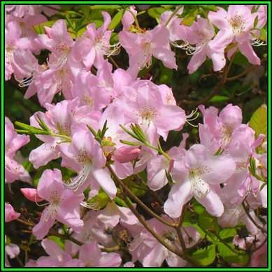 Rhododendron schlippenbachii - Royal Azalea Seeds - Tree or Shrub, NEW