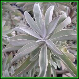 Salvia apiana - White Sage, Bee Sage, or Sacred Sage - 10 Seed Pack - Ethnobotanical - New