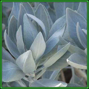 Salvia apiana - White Sage, Bee Sage, or Sacred Sage - 10 Seed Pack - Ethnobotanical - New