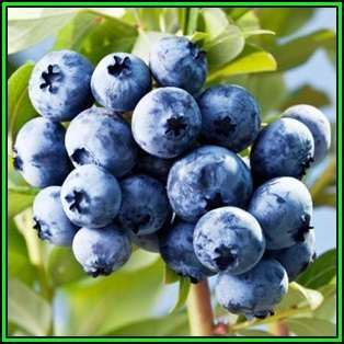 Highbush Blueberry - Vaccinium corymbosum Seeds - Edible Fruit - Shrub - New