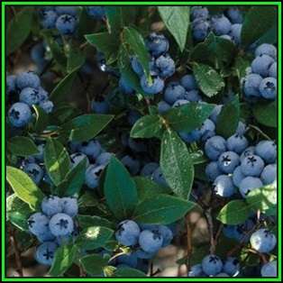 Highbush Blueberry - Vaccinium corymbosum Seeds - Edible Fruit - Shrub - New