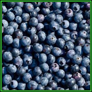 Highbush Blueberry - Vaccinium corymbosum Seeds - Edible Fruit - Shrub - New