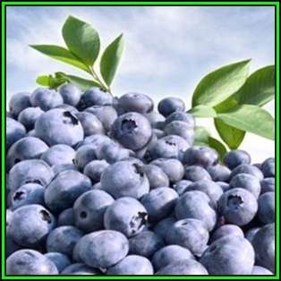 Highbush Blueberry - Vaccinium corymbosum Seeds - Edible Fruit - Shrub - New