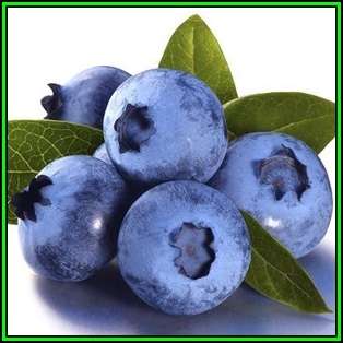 Highbush Blueberry - Vaccinium corymbosum Seeds - Edible Fruit - Shrub - New