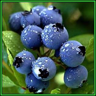 Highbush Blueberry - Vaccinium corymbosum Seeds - Edible Fruit - Shrub - New