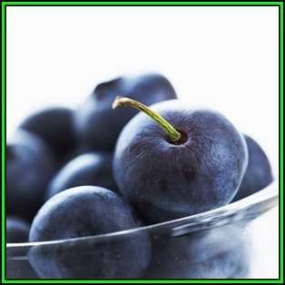 Highbush Blueberry - Vaccinium corymbosum Seeds - Edible Fruit - Shrub - New