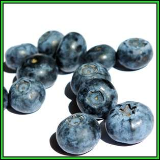 Highbush Blueberry - Vaccinium corymbosum Seeds - Edible Fruit - Shrub - New