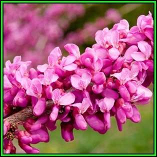 Cercis chinensis - Chinese Redbud Seeds - Tree or Shrub, NEW