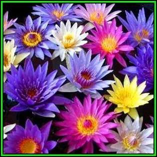 10 Water Lily Seeds - Mixed Species Varieties and Colours - Nymphaea (Egyptian Lotuses) - New