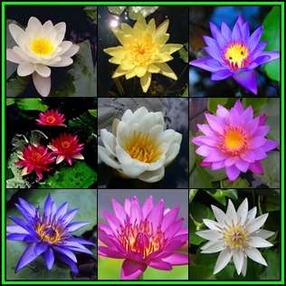 10 Water Lily Seeds - Mixed Species Varieties and Colours - Nymphaea (Egyptian Lotuses) - New