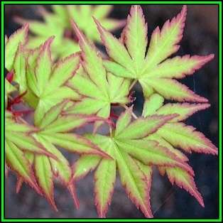 Acer palmatum Seeds - Japanese Maple Tree or Shrub, Beatifull Autumn Colour - NEW