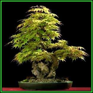 Acer palmatum - Japanese Maple Bonsai - 5 Seeds + FREE Gifts Seeds + Bonsai eBook, NEW