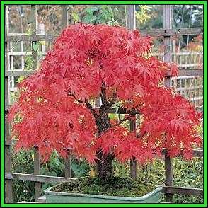 Acer palmatum - Japanese Maple Bonsai - 5 Seeds + FREE Gifts Seeds + Bonsai eBook, NEW