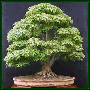 Acer palmatum - Japanese Maple Bonsai - 5 Seeds + FREE Gifts Seeds + Bonsai eBook, NEW