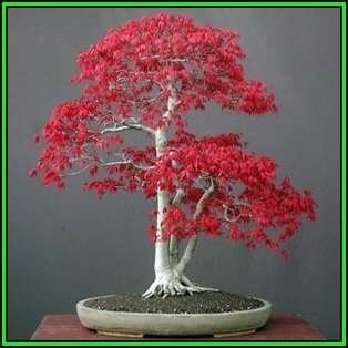 Acer palmatum - Japanese Maple Bonsai - 5 Seeds + FREE Gifts Seeds + Bonsai eBook, NEW