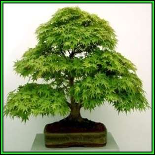 Acer palmatum - Japanese Maple Bonsai - 5 Seeds + FREE Gifts Seeds + Bonsai eBook, NEW