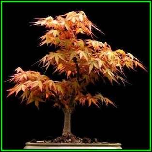 Acer palmatum - Japanese Maple Bonsai - 5 Seeds + FREE Gifts Seeds + Bonsai eBook, NEW