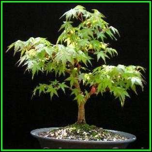 Acer palmatum - Japanese Maple Bonsai - 5 Seeds + FREE Gifts Seeds + Bonsai eBook, NEW