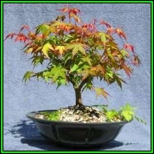 Acer palmatum - Japanese Maple Bonsai - 5 Seeds + FREE Gifts Seeds + Bonsai eBook, NEW
