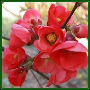 Japanese Flowering Quince - Chaenomeles japonica - 10 Seed Pack - Shrub - New