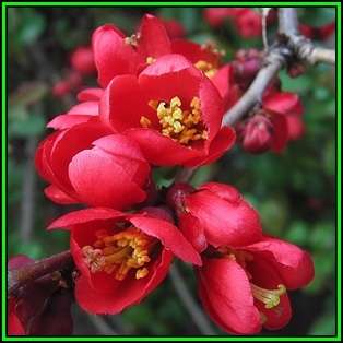 Japanese Flowering Quince - Chaenomeles japonica - 10 Seed Pack - Shrub - New